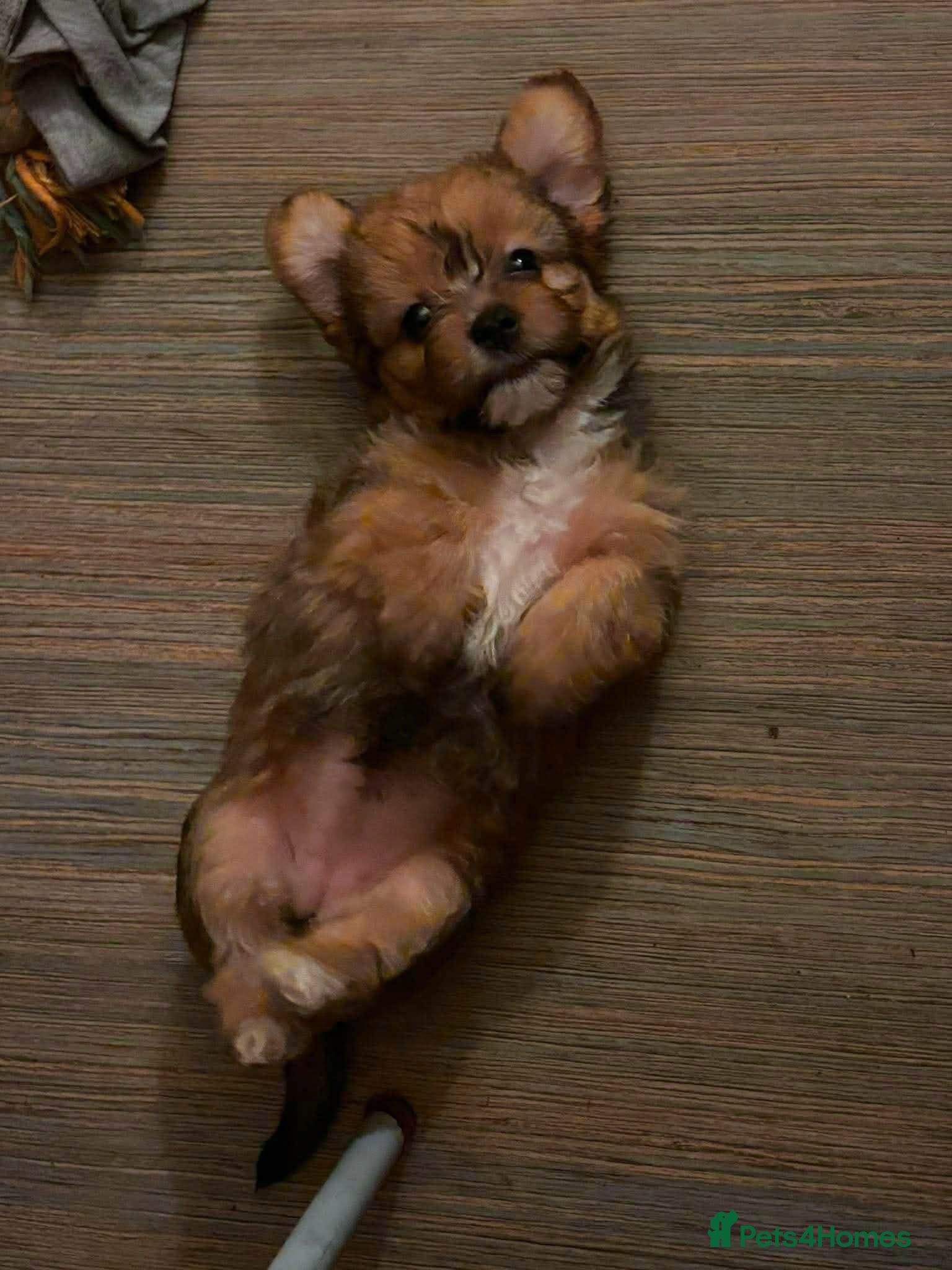 Mixed Breed dogs Beautiful Multipom/terrier puppies  - Advert 5