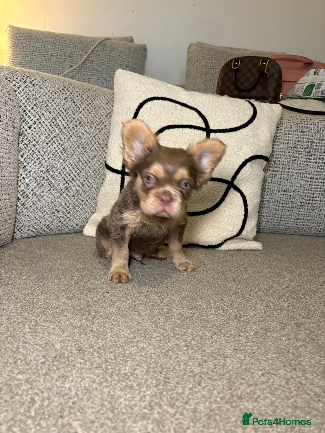 French Bulldog dogs for sale: FRENCH BULLDOGS LOOKING FOR FOREVER 5* HOMES!!! - Advert 2