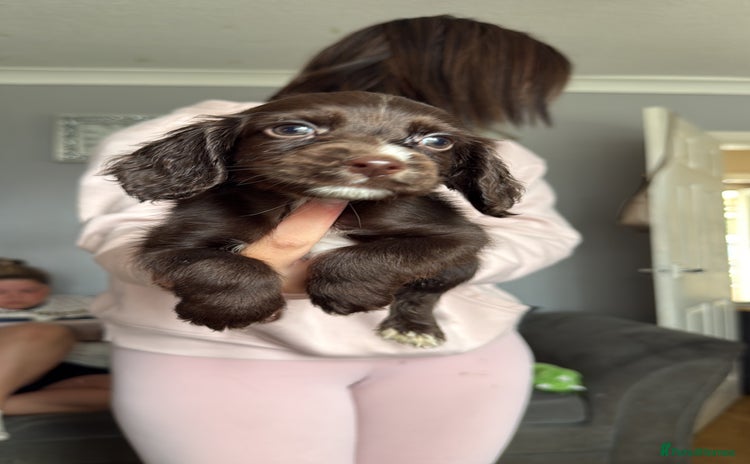 Cocker Spaniel dogs - Advert 4