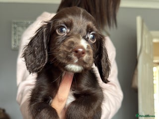 Cocker Spaniel dogs - Advert 30