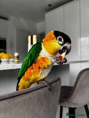 Parrots birds - Advert 14