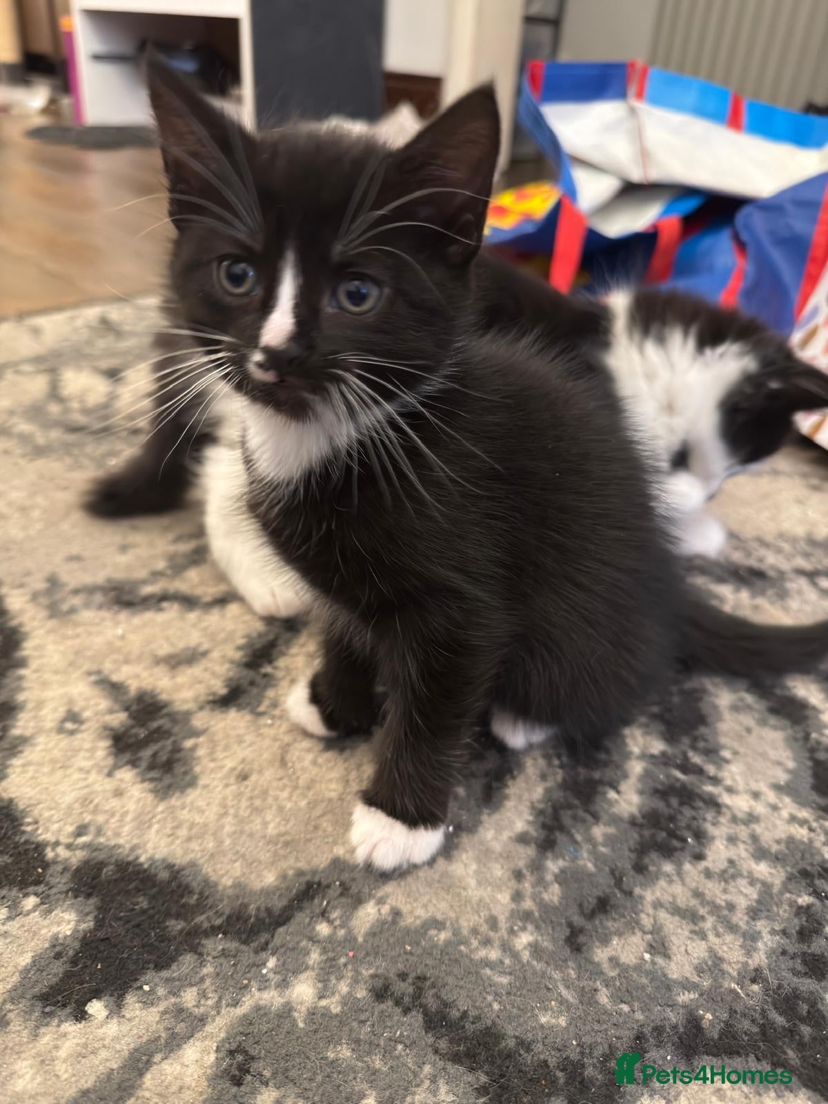 Mixed Breed cats 2 beautiful black and white kittens - Advert 16