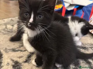 Mixed Breed cats 2 beautiful black and white kittens - Advert 16