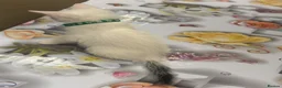 Turkish Angora cats for sale: Mix Turkish Angora kitten - Advert 15