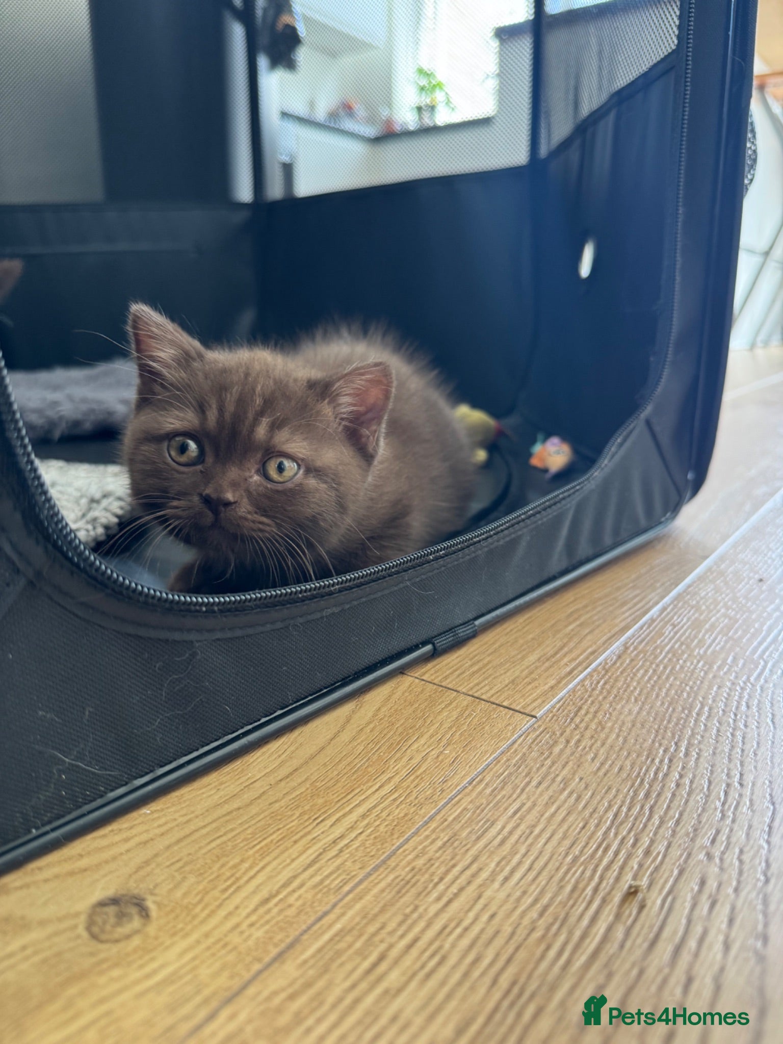 British Shorthair cats *READY* Chocolate British Shorthair Kittens - Advert 2