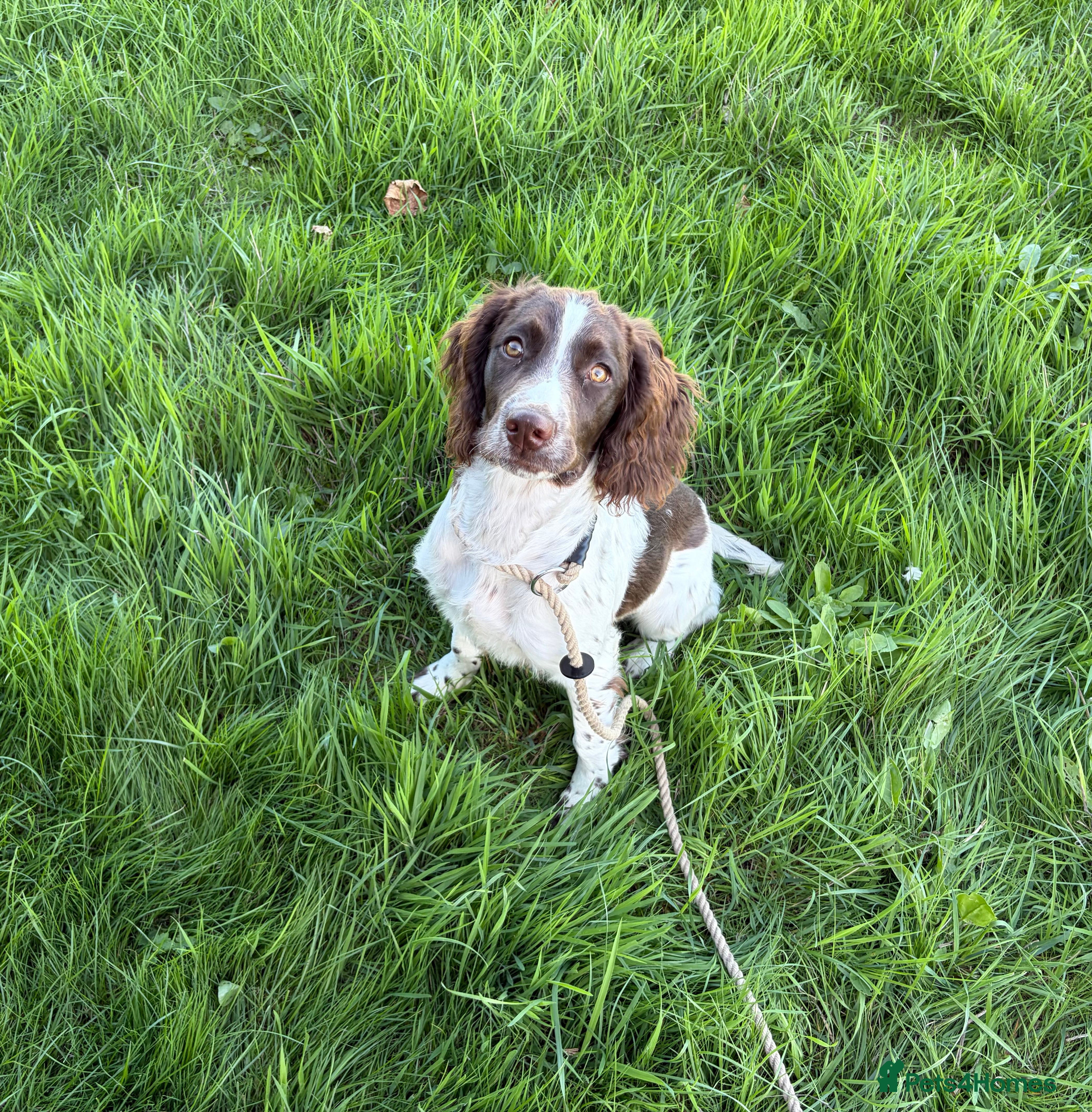 English Springer Spaniel dogs Working springer spaniels - Advert 2