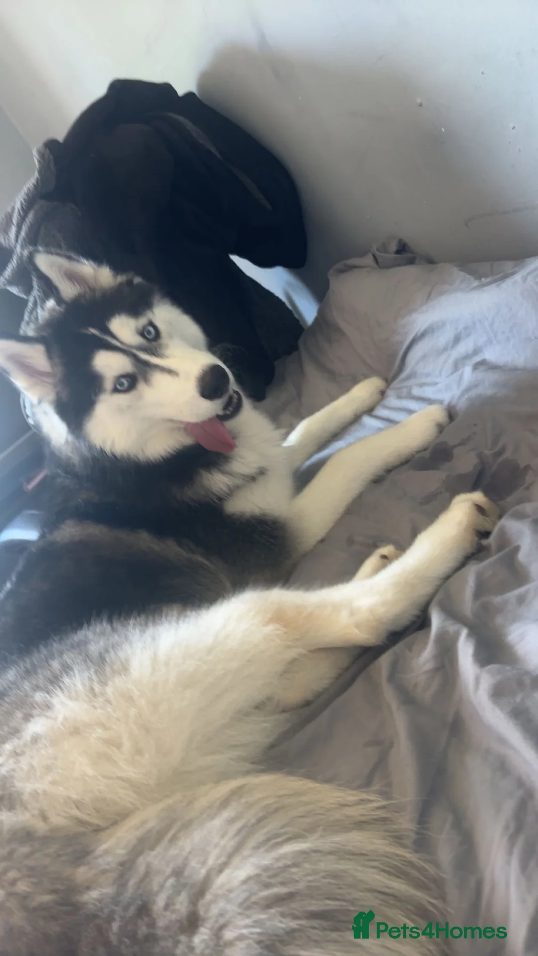 Siberian Husky dogs for sale: female Saberian Husky  in Alloa - Advert 4