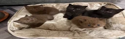 British Shorthair cats for sale: GCCF Registered Chocolate BSH kittens  - Advert 22