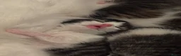 Mixed Breed cats for sale: 6 gorgeous kittens for sale - Advert 29