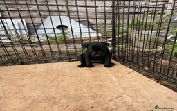 Patterdale Terrier dogs for sale: Gorgeous patterdale pups for sale  - Image 3