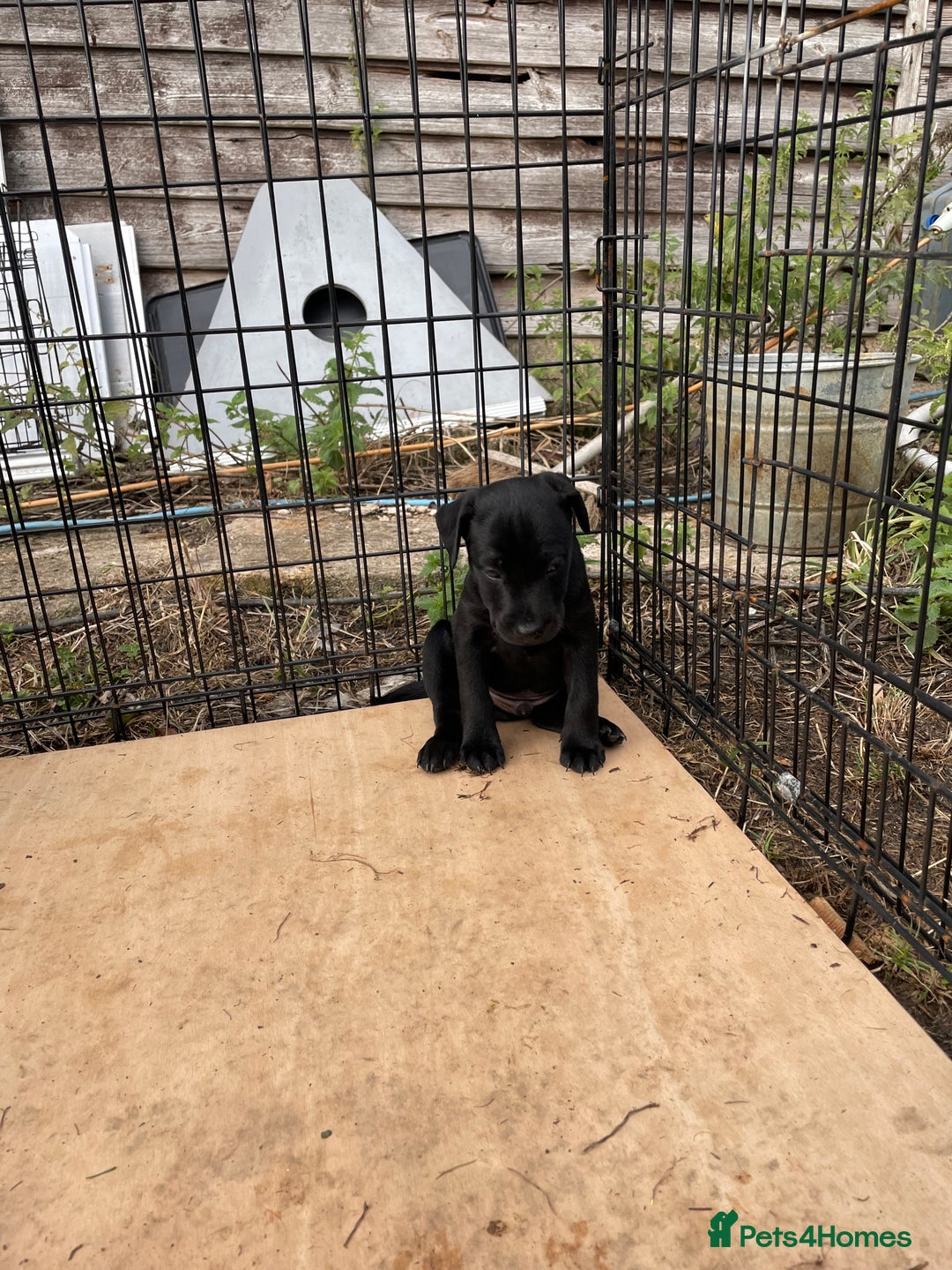 Patterdale Terrier dogs for sale: Gorgeous patterdale pups for sale  - Image 3