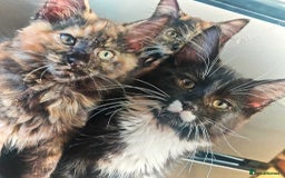 Maine Coon cats for sale: Adorable Maine Coon x Ragdoll Kittens - Image 7