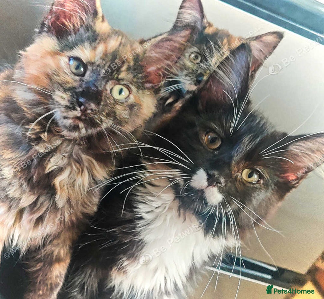 Maine Coon cats for sale: Adorable Maine Coon x Ragdoll Kittens - Image 7