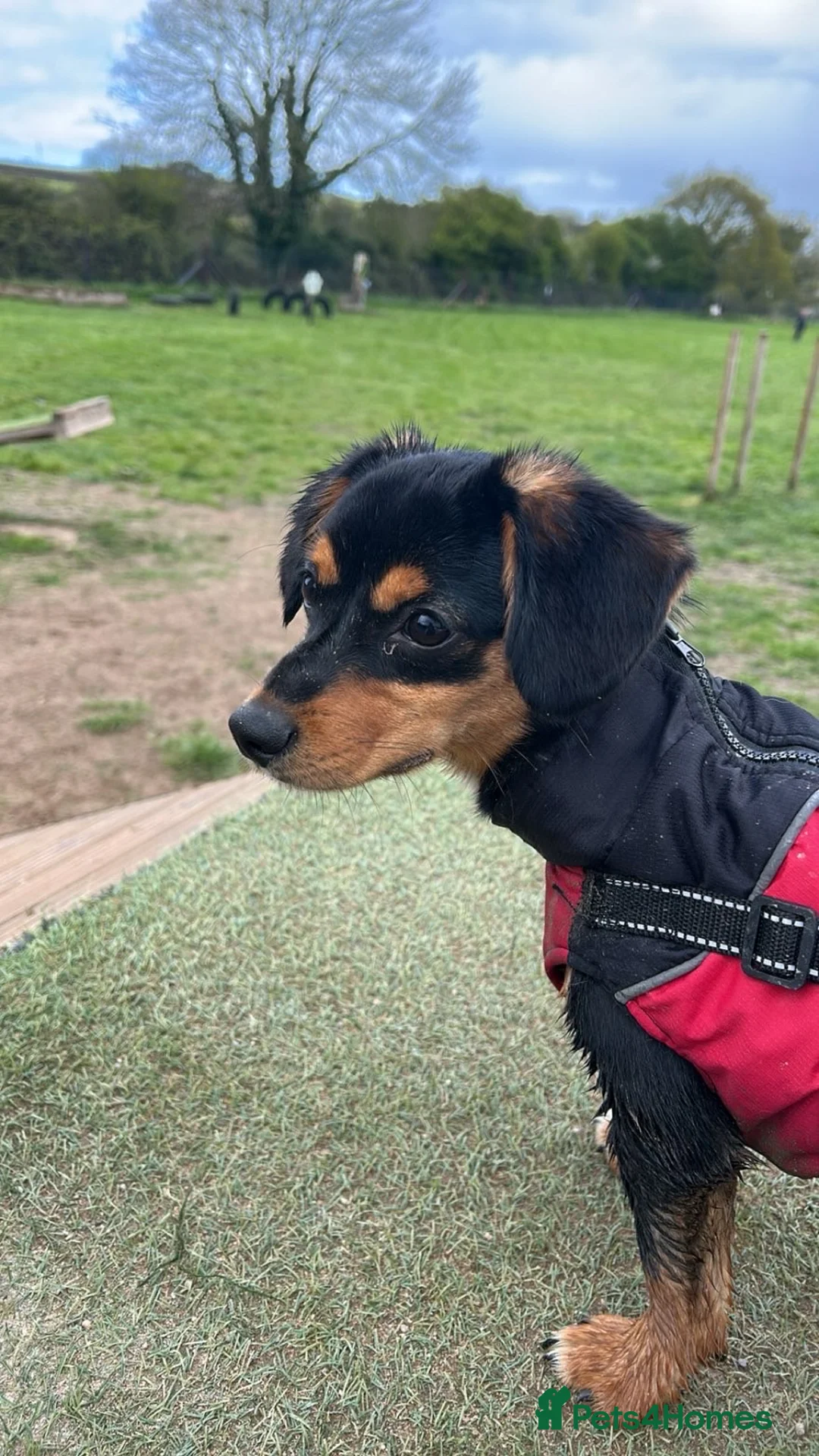 Mixed Breed dogs for sale: 7 month old miniature dachshund x - Advert 1