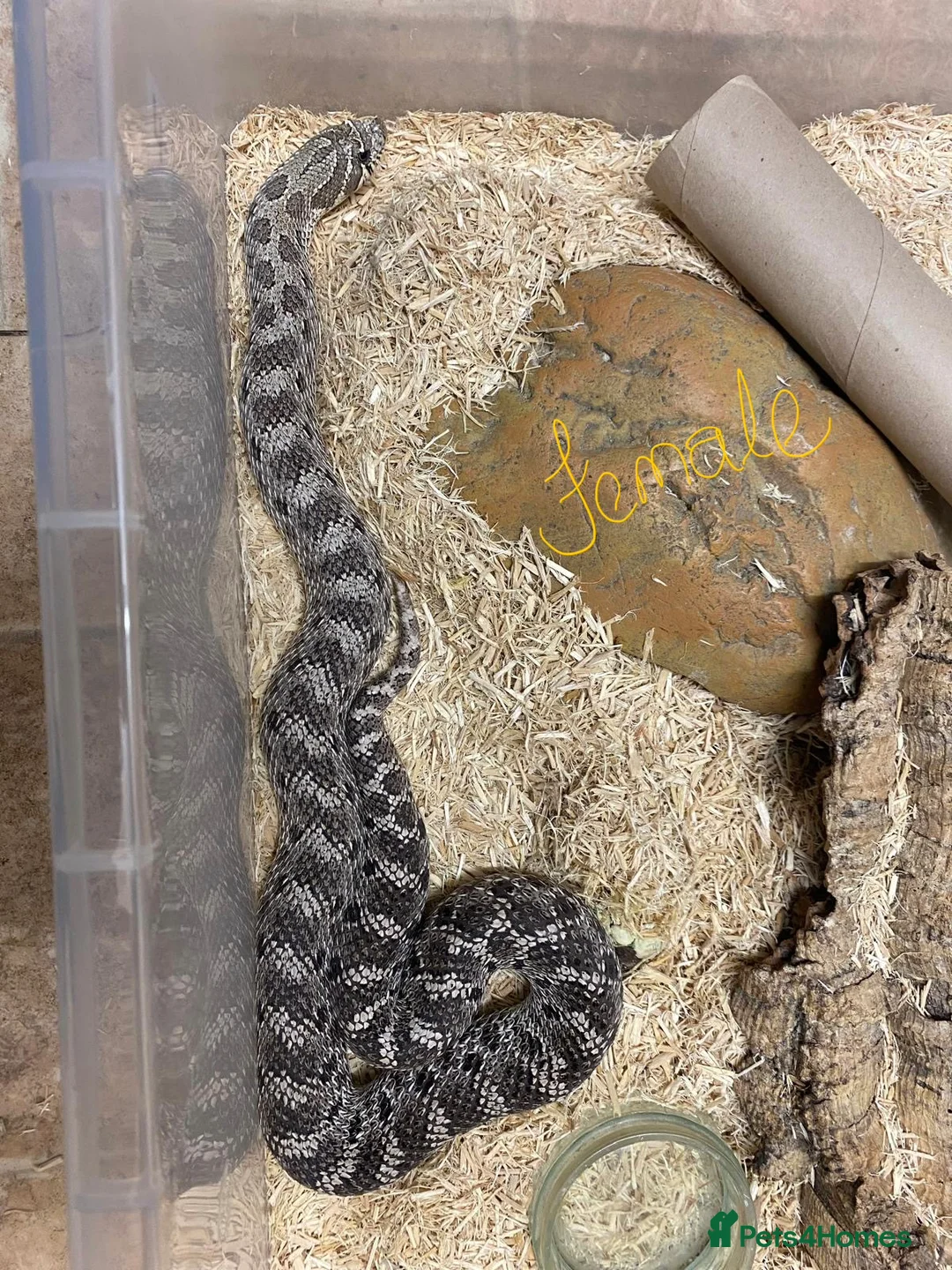Snake reptiles for sale: Ready to breed pair of Hognose Axantic Snakes  - Advert 1