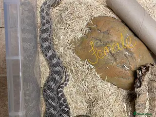 Snake reptiles for sale: Ready to breed pair of Hognose Axantic Snakes - Advert 1