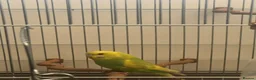 Parakeets birds for sale: Budgie in Heckmondwike - Advert 1