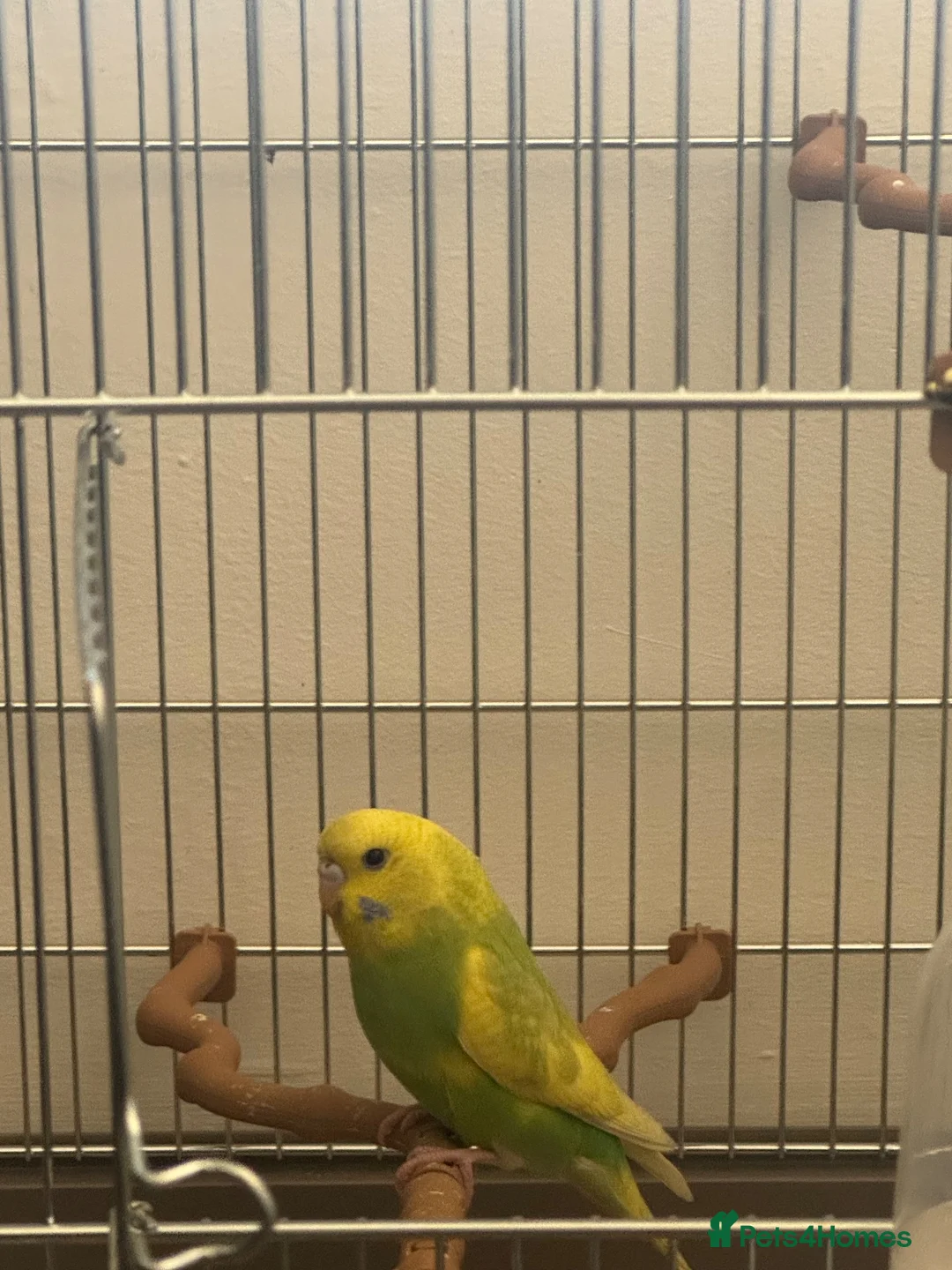Parakeets birds for sale: Budgie in Heckmondwike - Advert 1