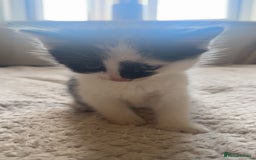 Ragdoll cats for sale: 3 beautiful female kittens for sale  - Image 9