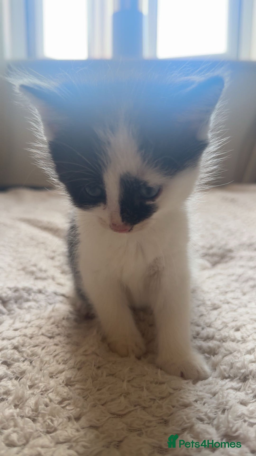 Ragdoll cats for sale: 3 beautiful female kittens for sale  - Image 9