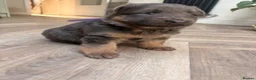 German Shepherd dogs for sale: Blue/Tan Puppies  in Dartford - Advert 32