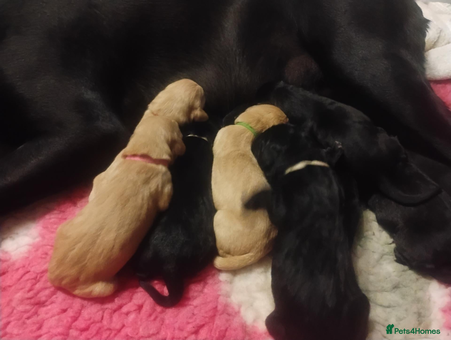 Labrador Retriever dogs for sale: 🥰RKC LABRADOR PUPPIES FULLY TESTED PARENTS  - Advert 17