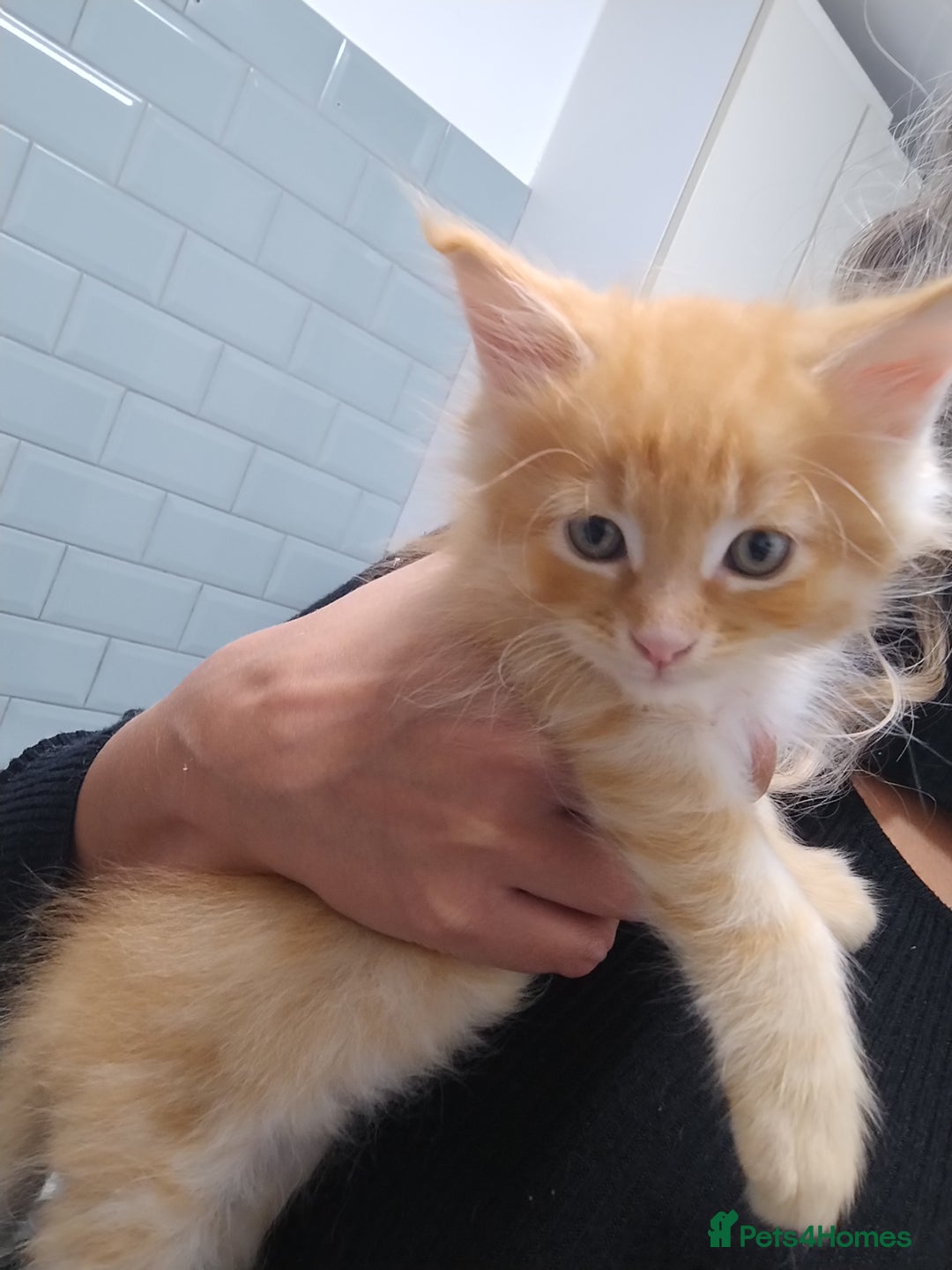 Maine Coon cats for sale: LAST 2! Ginger Girl & Boy full Maine Coon Kittens - Advert 18