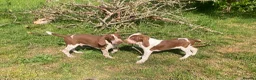 Bracco Italiano dogs for sale: Wonderful litter  - Advert 7