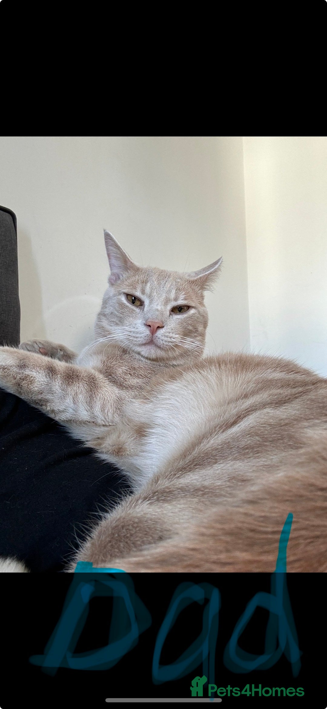 Mixed Breed cats for sale: Gorgeous 9 week old kittens  - Advert 8