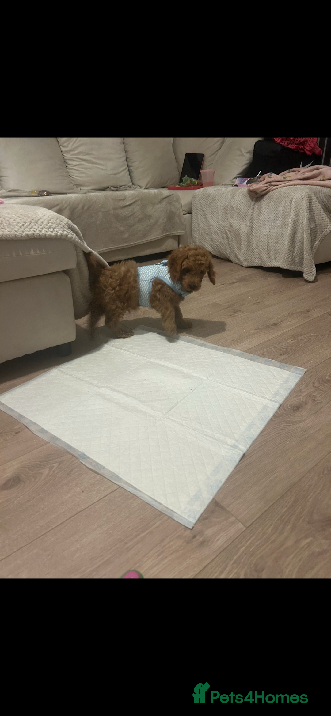 Cockapoo dogs for sale: Male cockapoo puppy 10 weeks old - Image 2