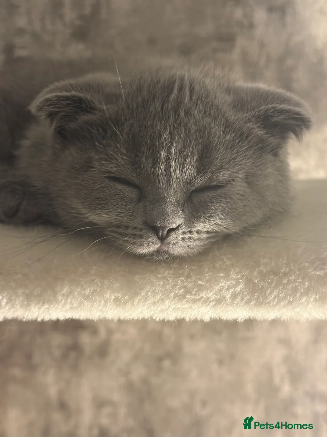 Scottish Fold cats for sale: Female Scottish fold kitten - Advert 6