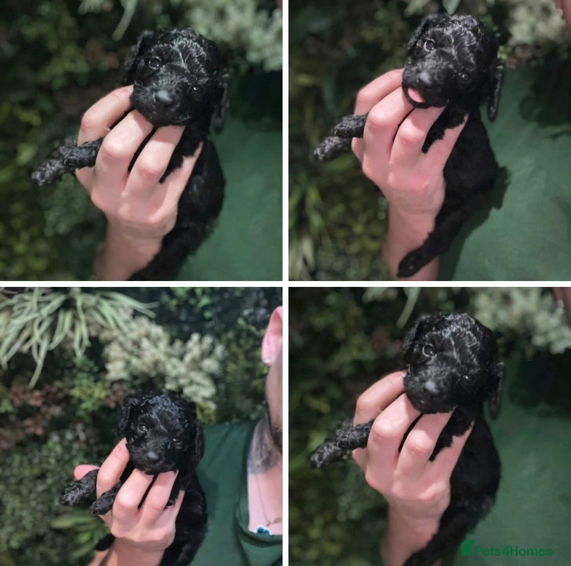 Miniature Poodle dogs 5 star Miniature poodle puppies  - Advert 1
