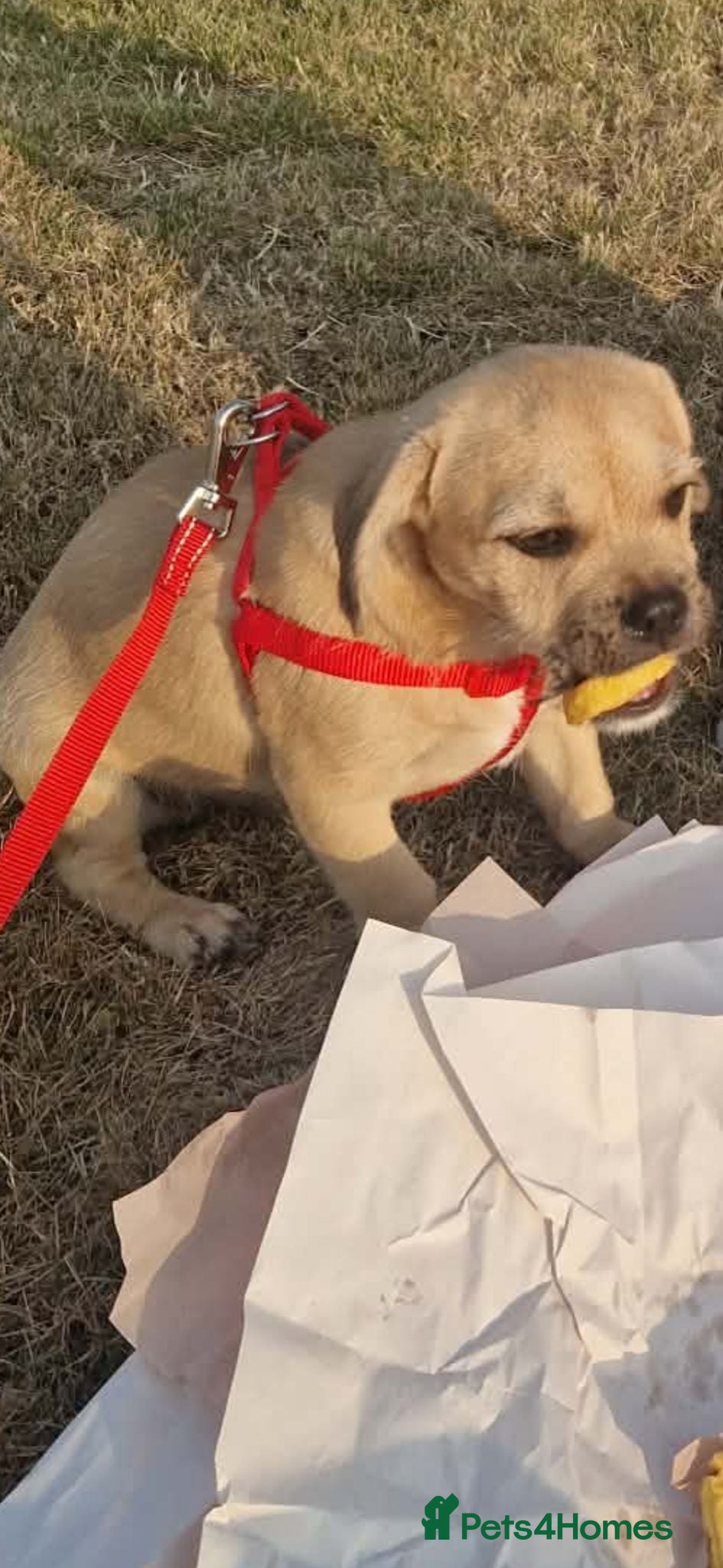 Mixed Breed dogs 4 month old puppy  - Advert 1