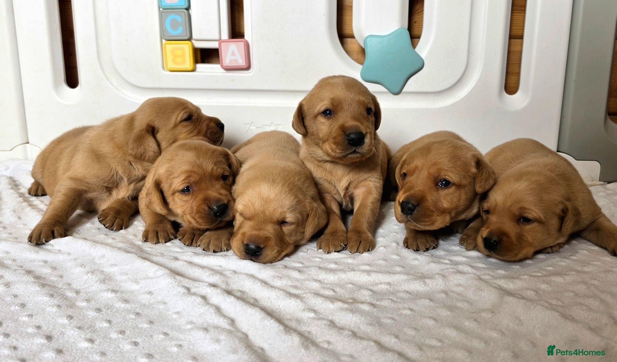 Labrador Retriever dogs 6 BEAUTIFUL FOX RED KC LABS, HEALTH TESTED PARENTS - Advert 1