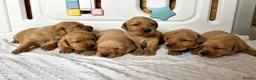 Labrador Retriever dogs for sale: 6 BEAUTIFUL FOX RED KC LABS, HEALTH TESTED PARENTS - Advert 1