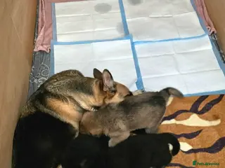German Shepherd dogs 6 beautiful German Shepherd puppies - Advert 14