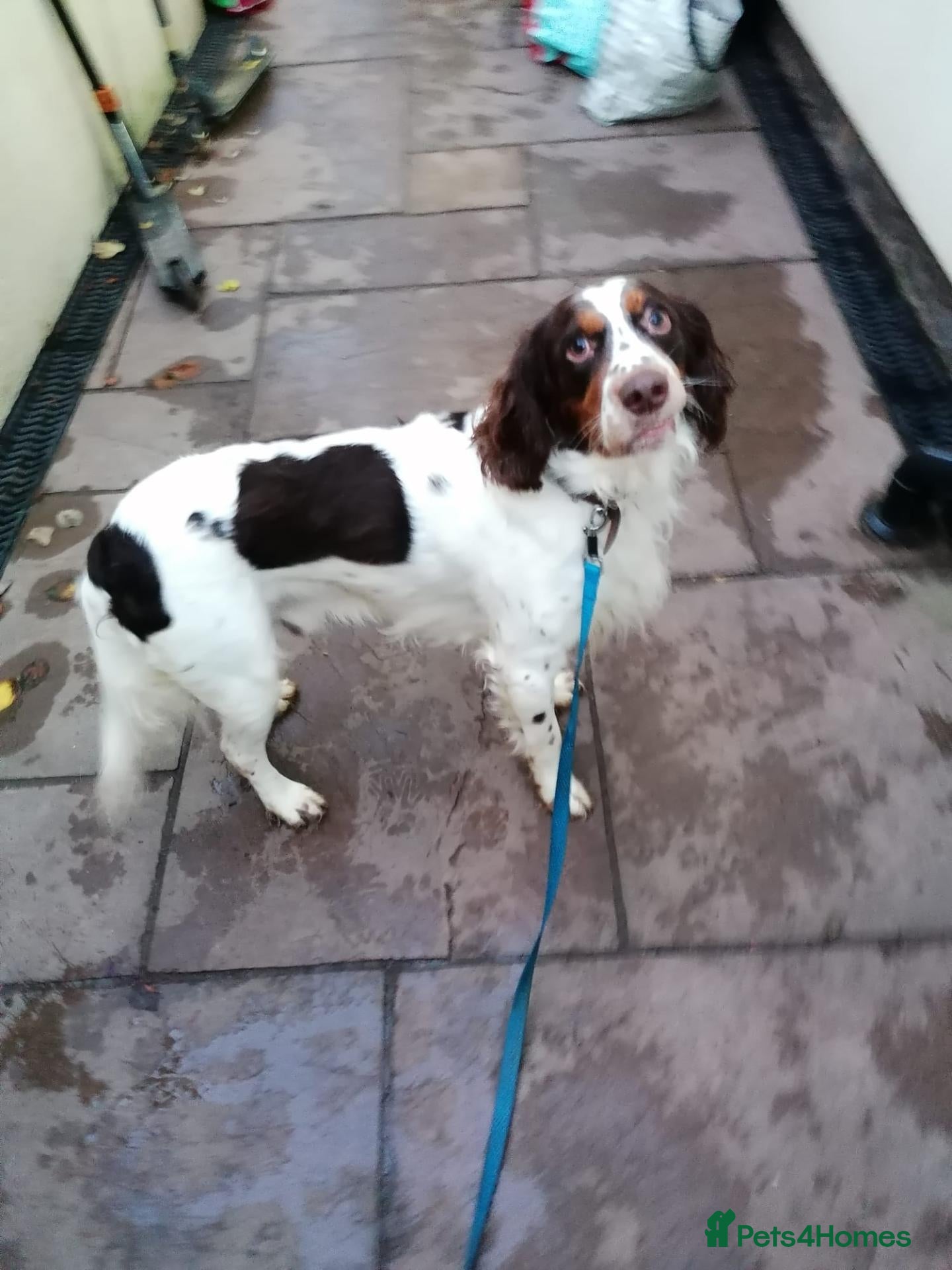 Mixed Breed dogs 💙TOMMY THE SPANIEL💙-CLEVER, LOVING SPECIAL BOY  - Advert 1