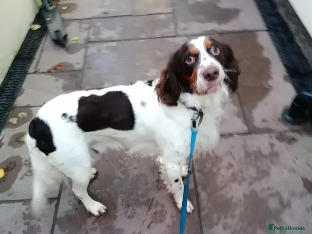 Mixed Breed dogs 💙TOMMY THE SPANIEL💙-CLEVER, LOVING SPECIAL BOY - Advert 1