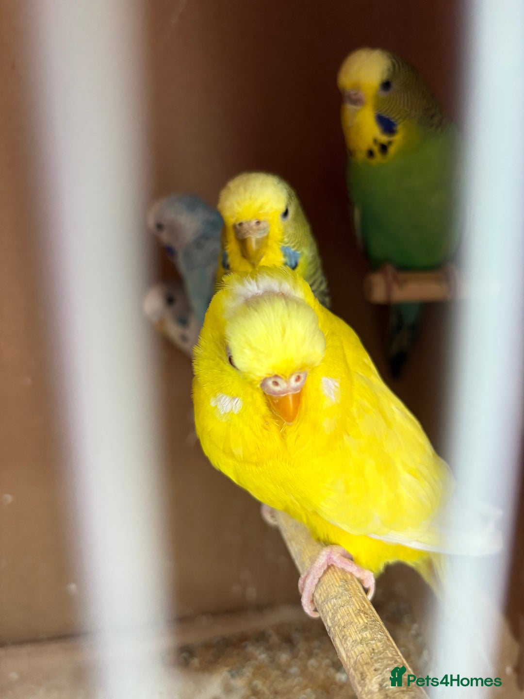 Budgerigars birds for sale: Beautiful baby Budgies - Image 5