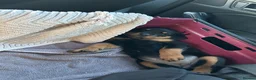 Rottweiler dogs for sale: 7 month old female Rottweiler  in Ripley - Advert 5