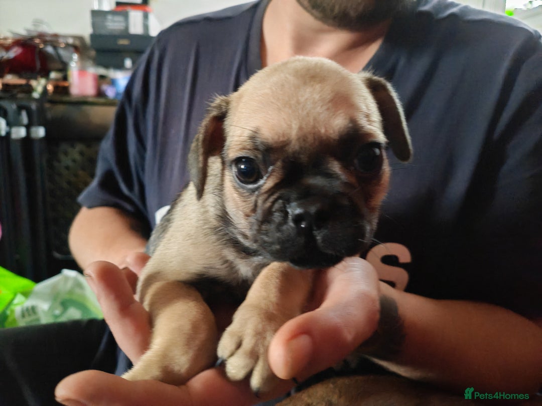 Frug dogs for sale: Frug puppies for sale - Image 5