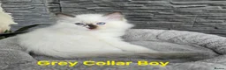 Ragdoll cats for sale: Adorable Ragdoll kittens looking for loving homes! - Advert 21