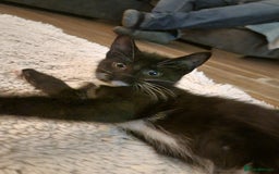 British Shorthair cats for sale: Tuxedo kittens  - Image 7