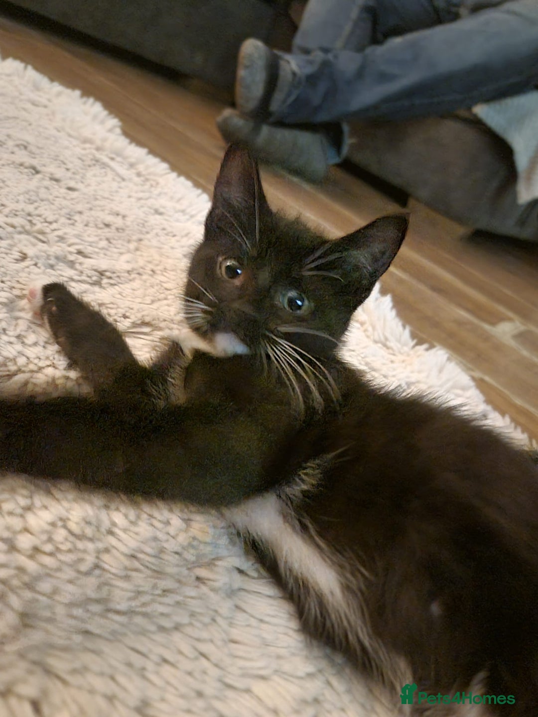 British Shorthair cats for sale: Tuxedo kittens  - Image 7