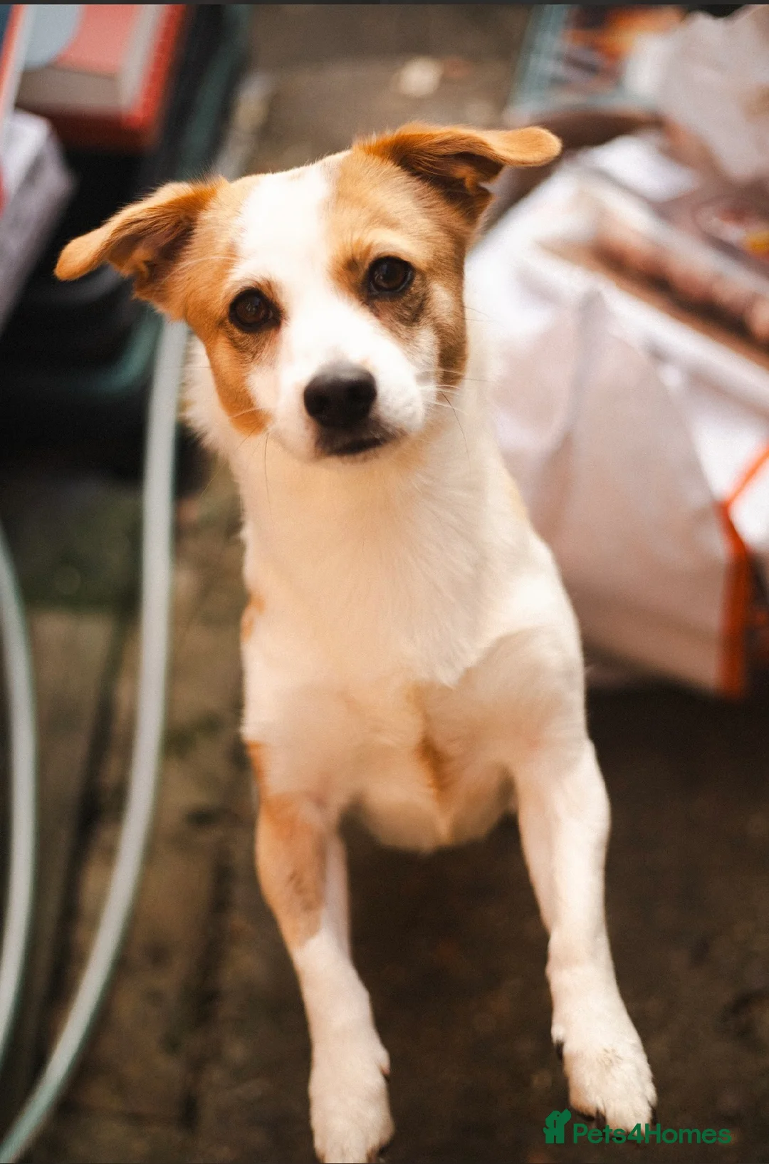 Mixed Breed dogs for sale: Dog for rehoming - Advert 2