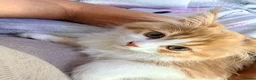 Persian cats for sale: 🌟 Stunning Golden Persian Chinchilla Male Kitten in East Molesey - Advert 3