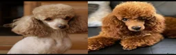 Toy Poodle dogs for sale: Toy poodle  - Advert 4