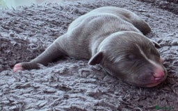 Whippet dogs for sale: 6 Gorgeous KC Reg Whippet Girls - Image 2