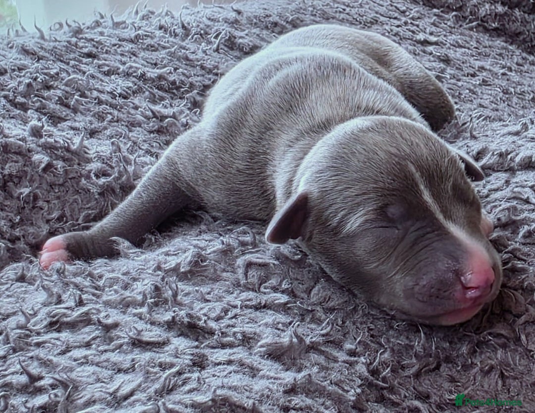 Whippet dogs for sale: 6 Gorgeous KC Reg Whippet Girls - Image 2