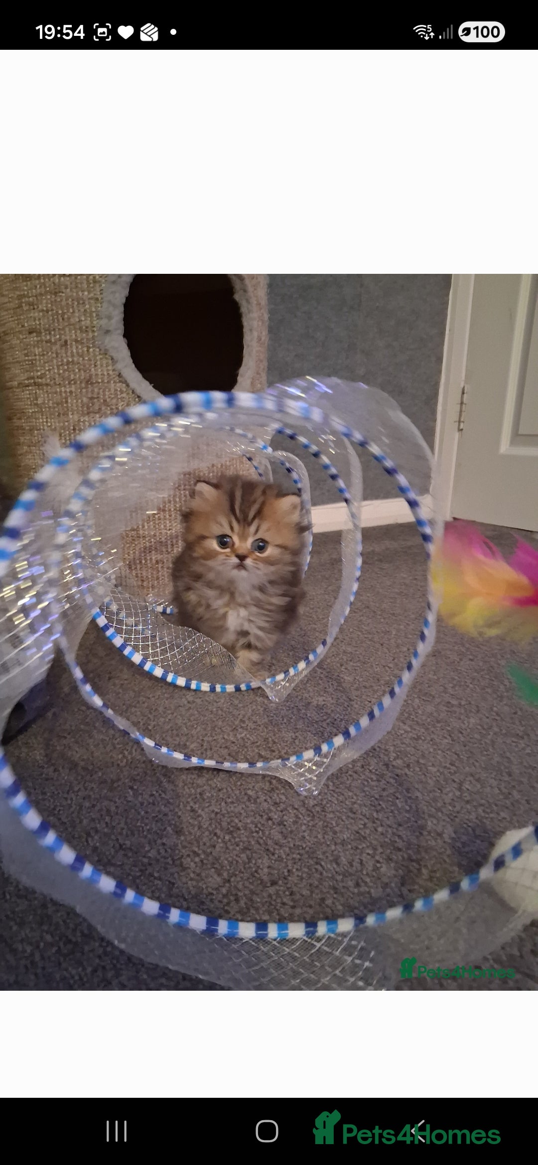 Persian cats for sale: Boys!!!!!Persian golden Chinchillas - Advert 2